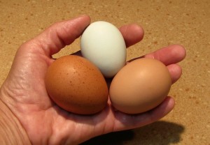 Fox Trot Farm Eggs