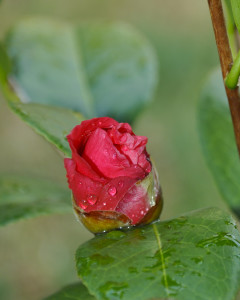 Red Camellia Blossom
