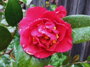 Camellia Pollen