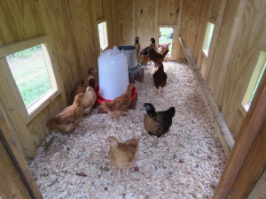 Halfway House Young Chickens