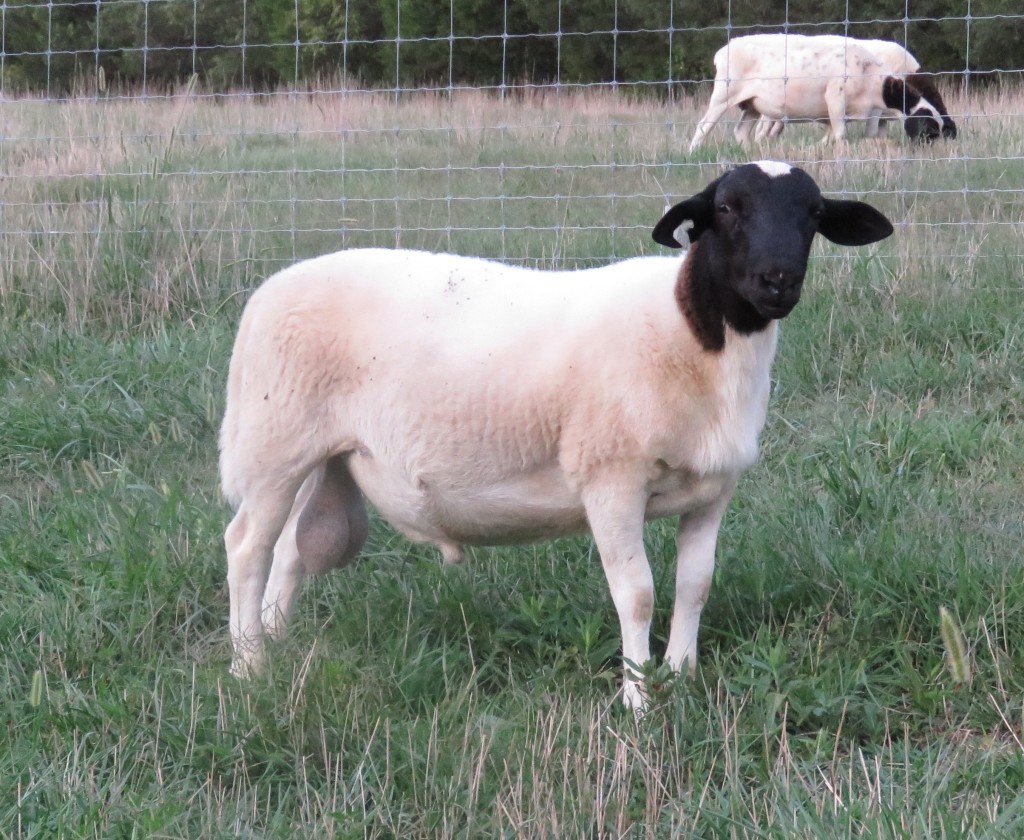 Intact Ram Lambs for Sale