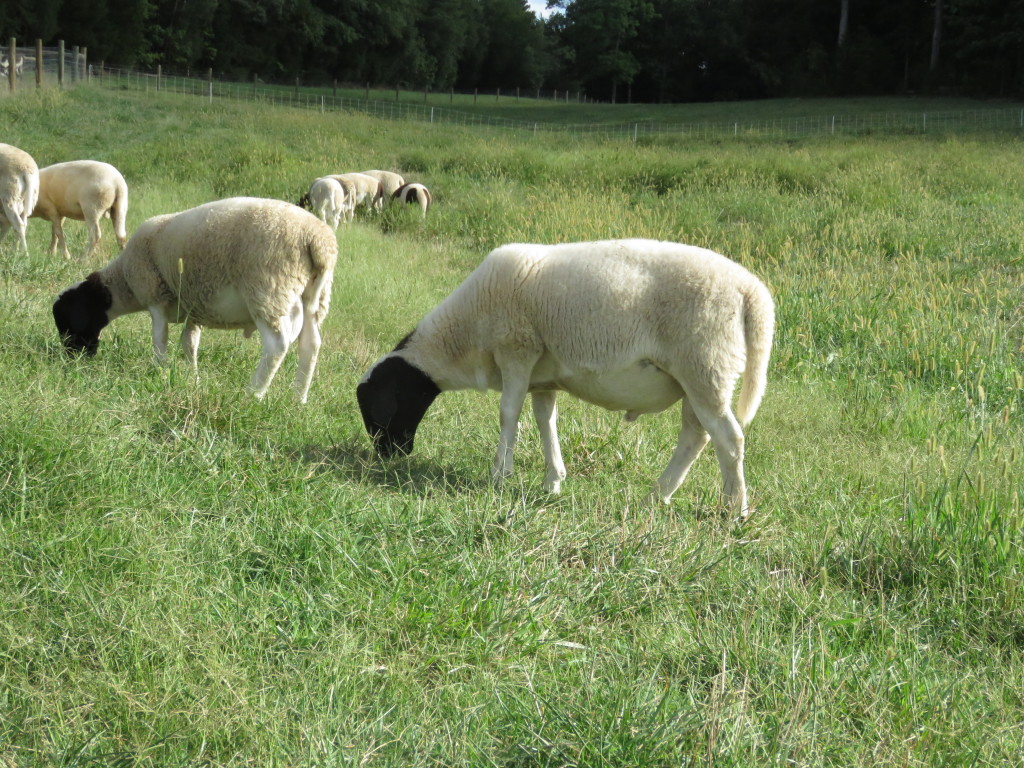 Ram Lambs in Pasture