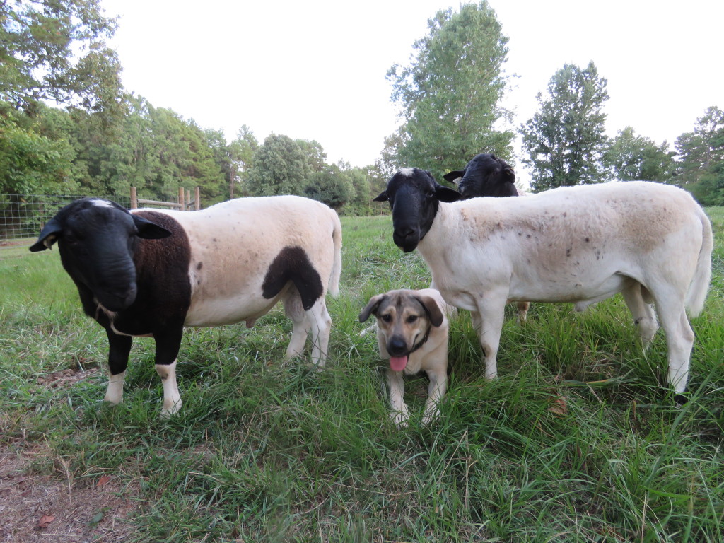 Anatolian Shepherd Turk, his Rams, and Louis the Wether