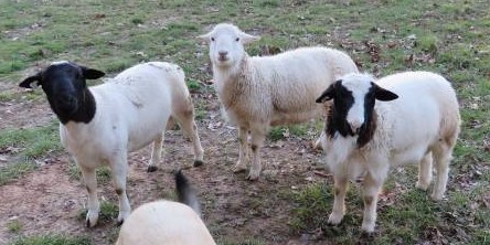 Ram Lambs for Sale January-February 2016