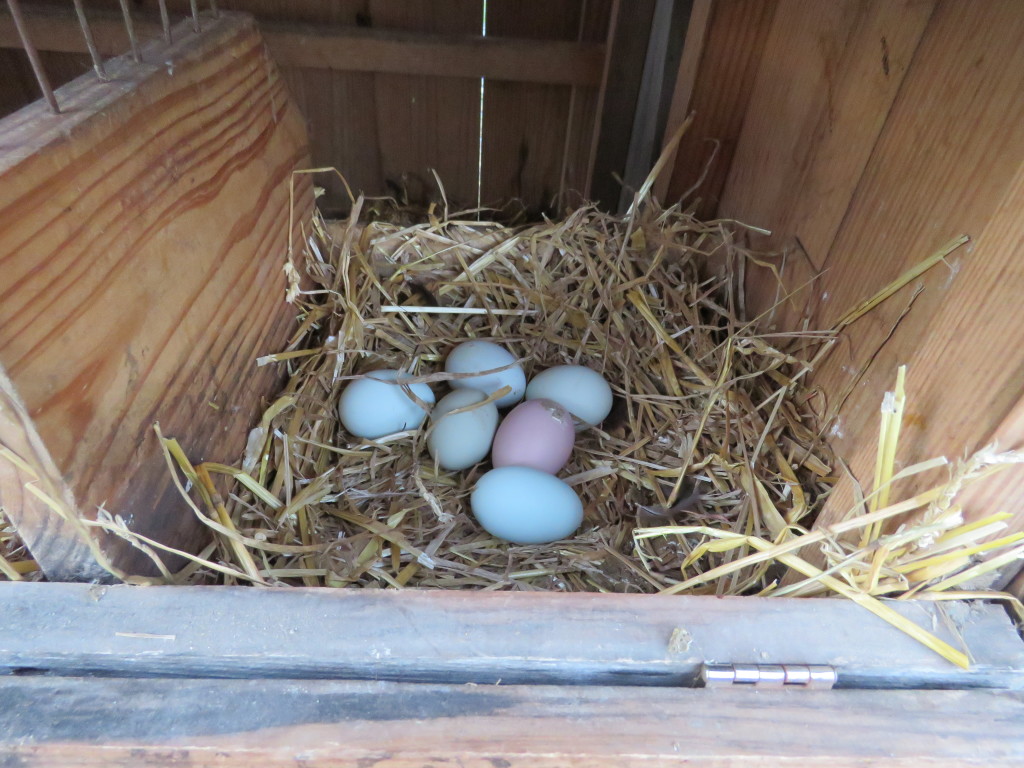 Eggs in Nest Box