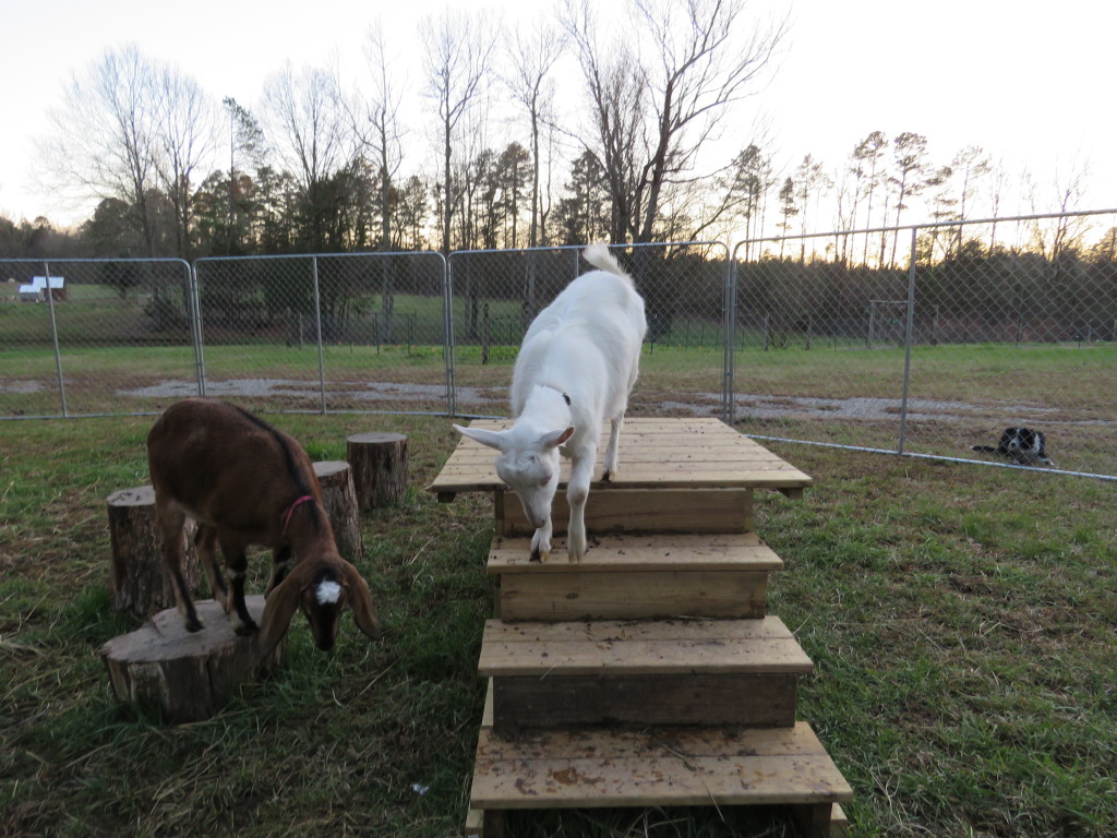 Goat Playground