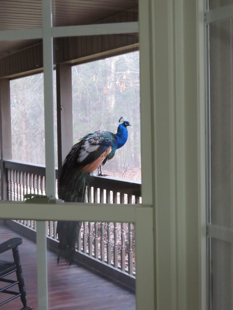 peacock porch