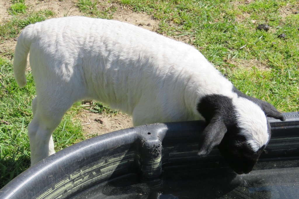 Lamb Drinking Water