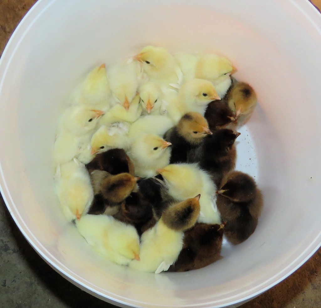 Bucket O Chicks