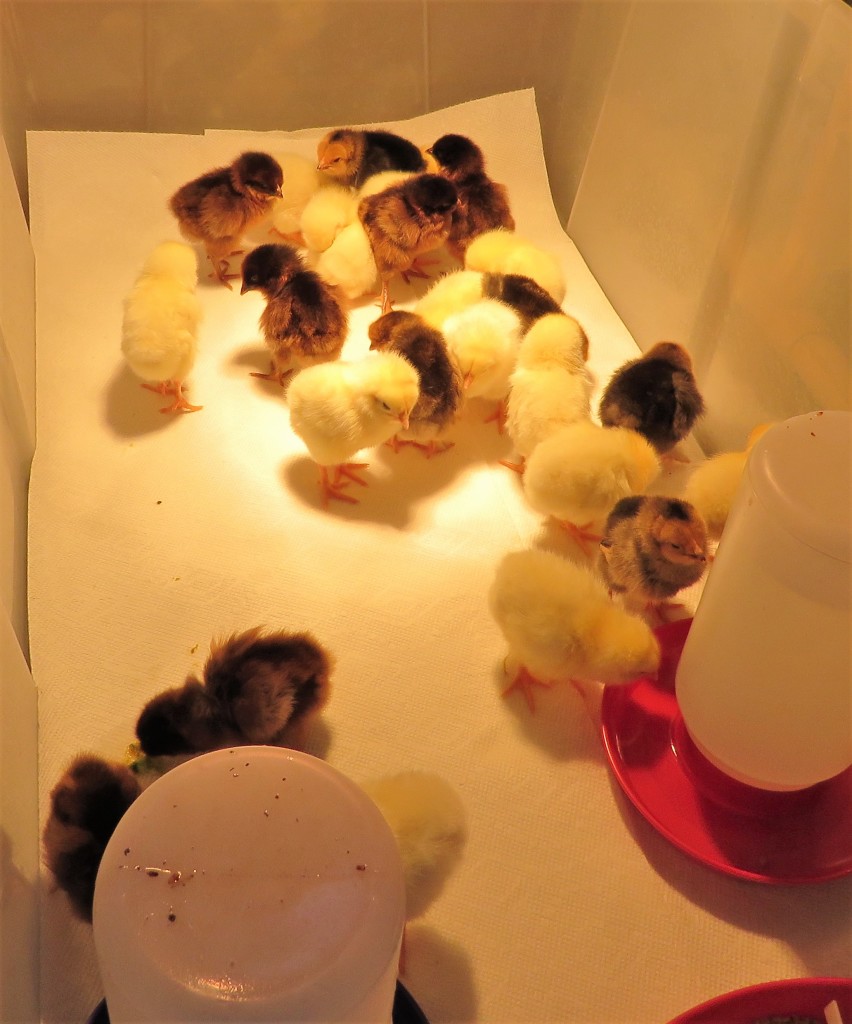 New Baby Chicks from Mt. Healthy