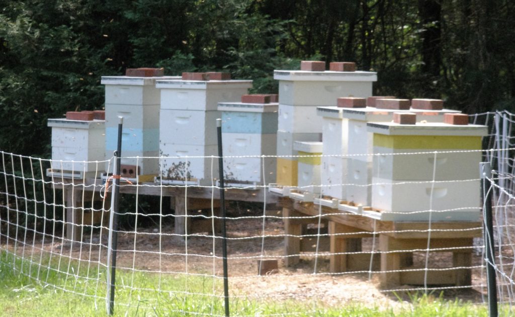 modern langstroth hives