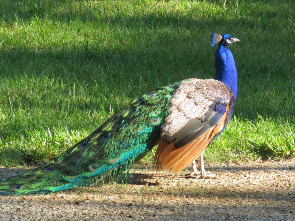 MrPeacock