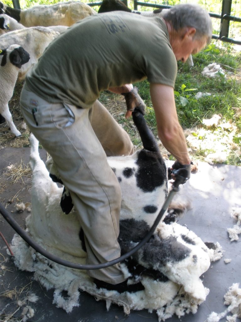 Sheep Shearing