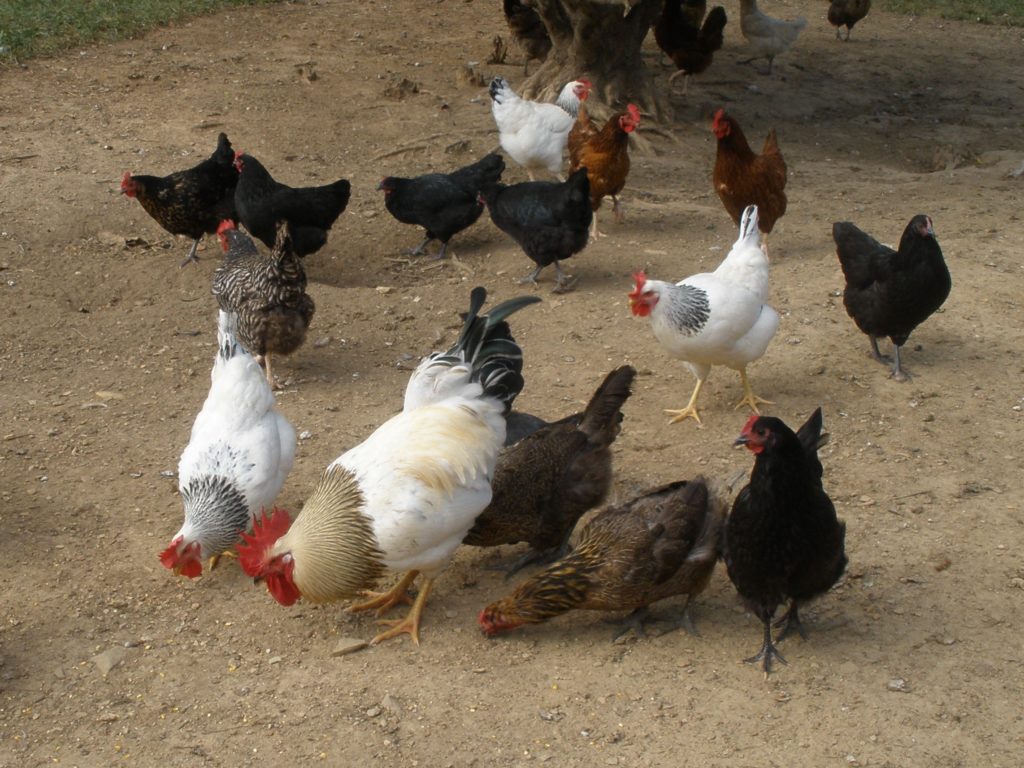 Chickens at Fox Trot Farm