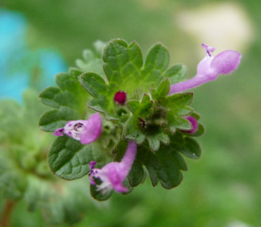 henbit_flower