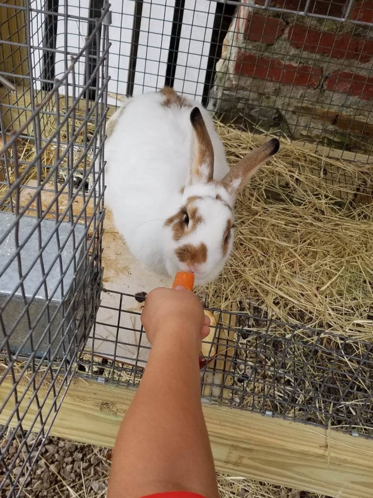 feedbunny