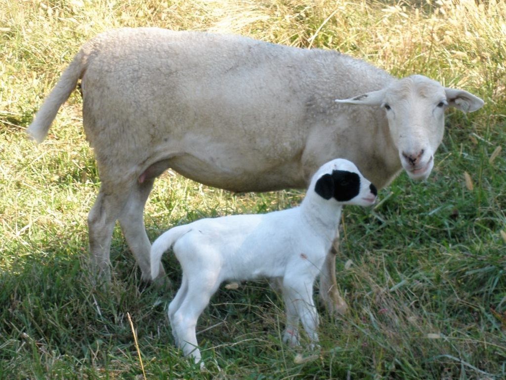 Proud momma with her new fall lamb.