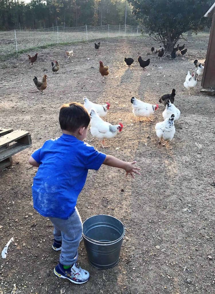 feedingchickens