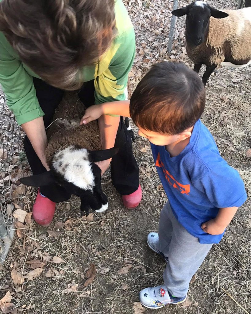 petting-lamb