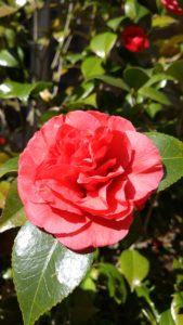 Camellia