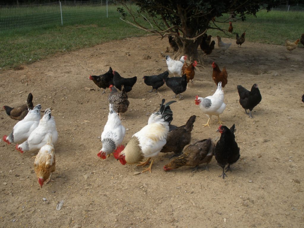 Chickens on Fox Trot Farm