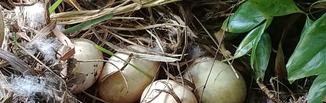duck eggs in the nest