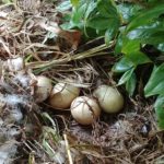 duck eggs in the nest
