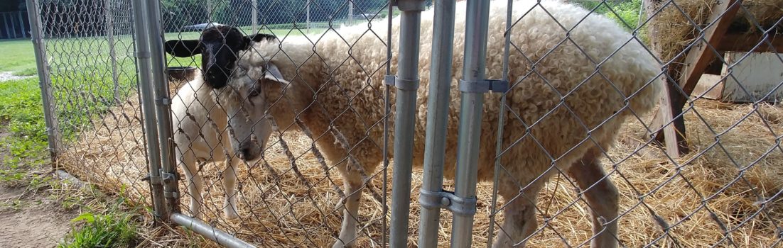 Sheep on Fox Trot Farm