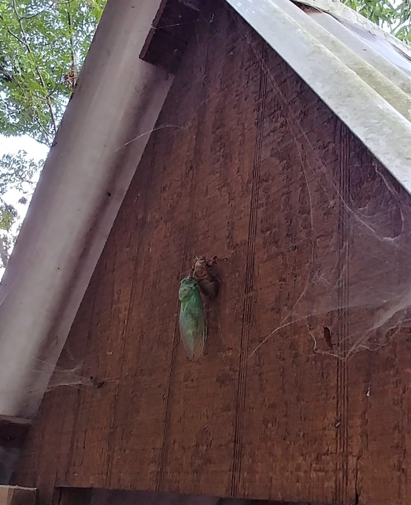 Cicada emerging from its shell