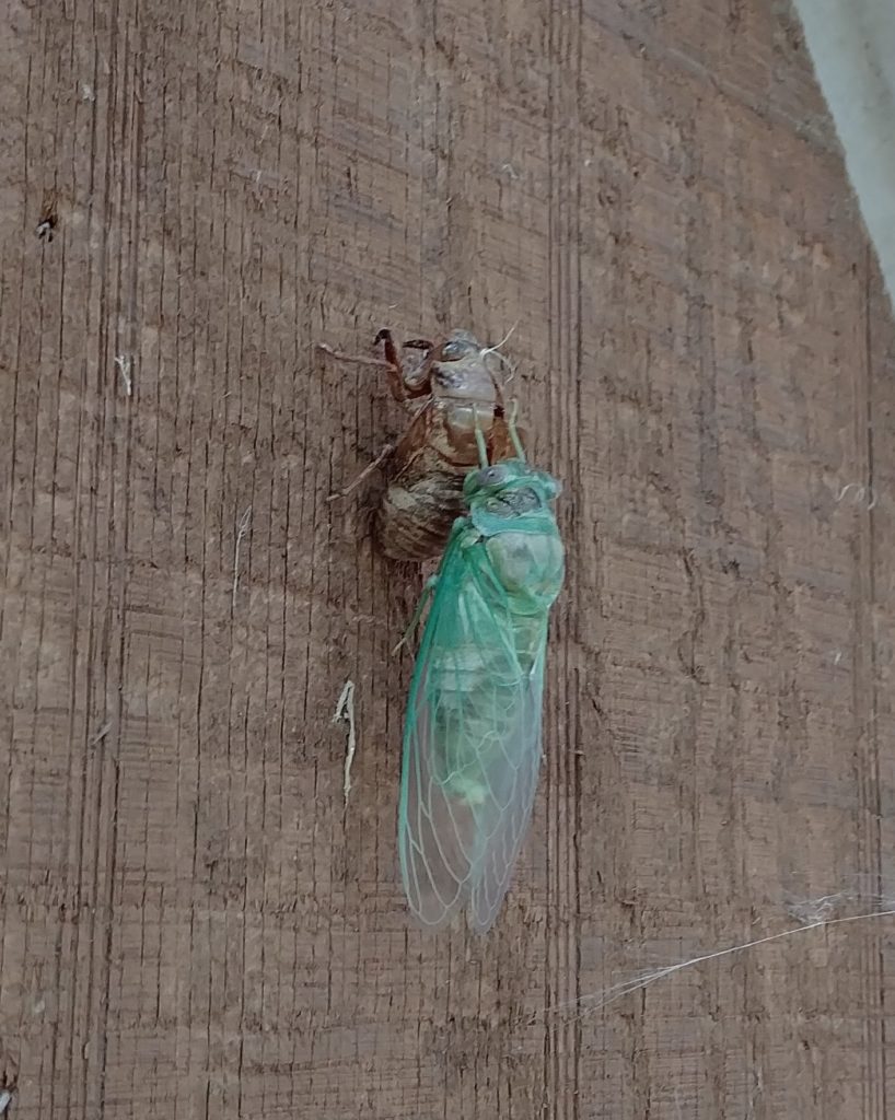 Cicada emerging from its shell