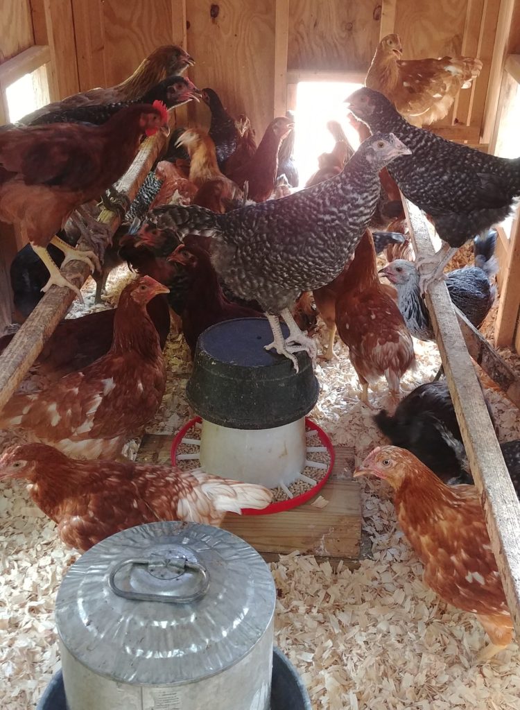 Young pullets in their house.