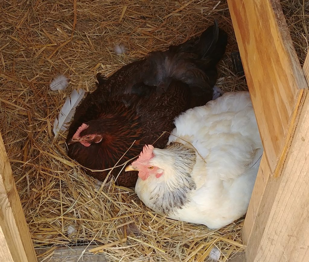 broody hens sharing a nest of eggs