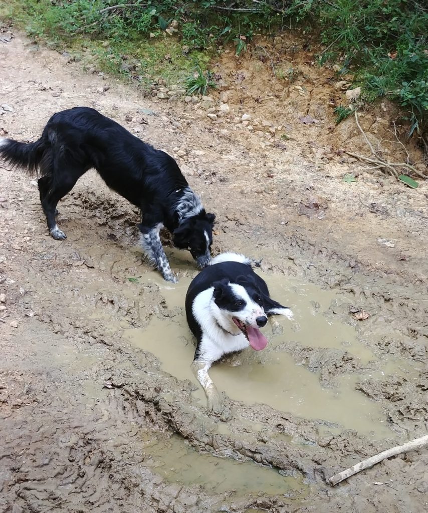 border collies in the mud