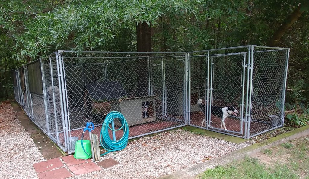 dogs in kennels