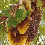 Honeybee colony in a tree