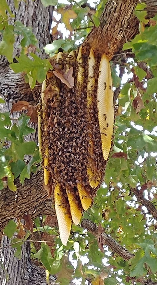 Wax comb on an open air honeybee hive