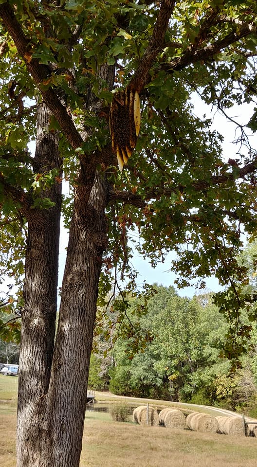 open air honeybee hive