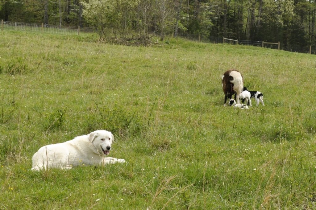 Thelma in the pasture guarding lambs.
