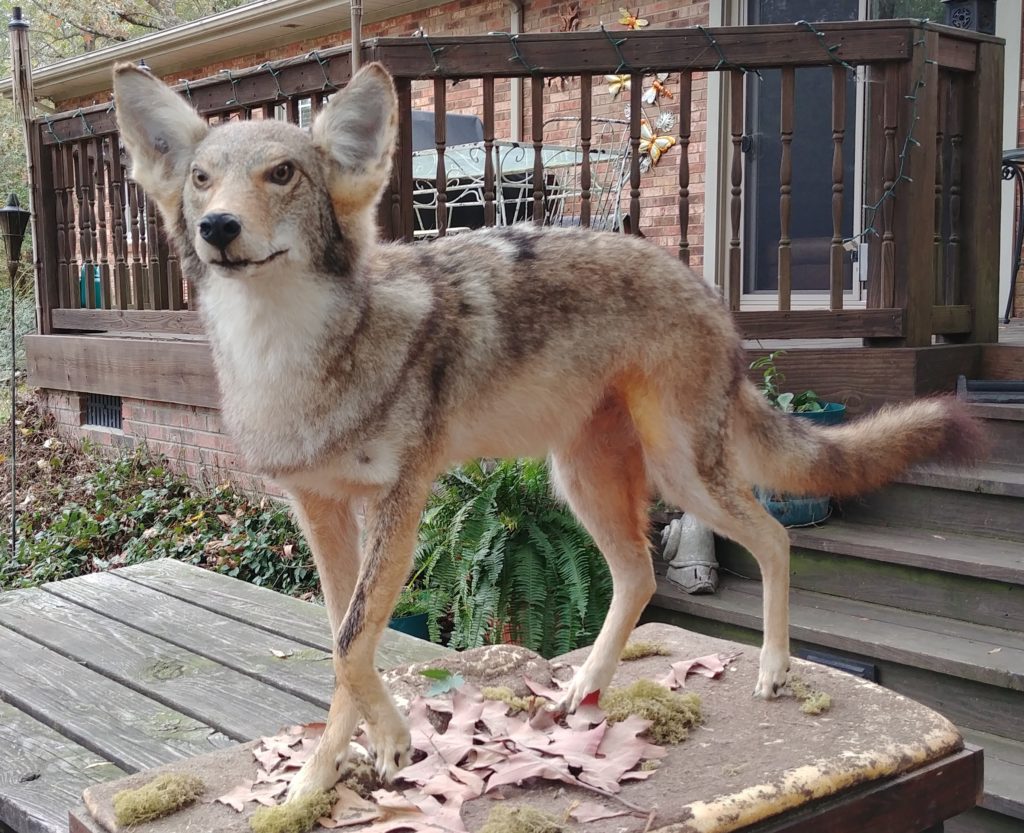 Taxidermied Coyote