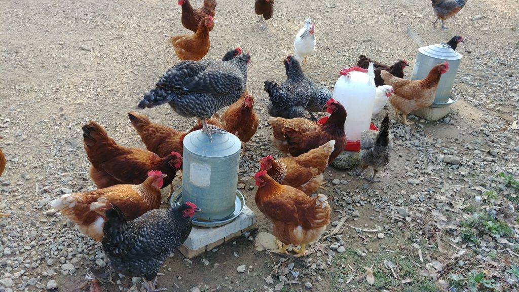 Beautiful Chickens on Fox Trot Farm