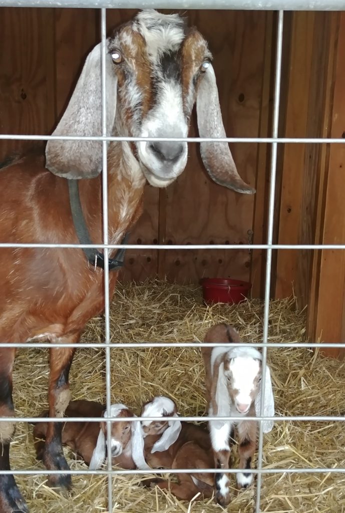 Nubian Dairy Goat & Babies