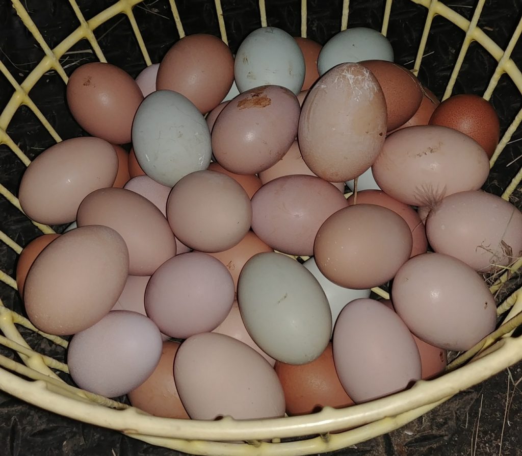 Baskets of Eggs
