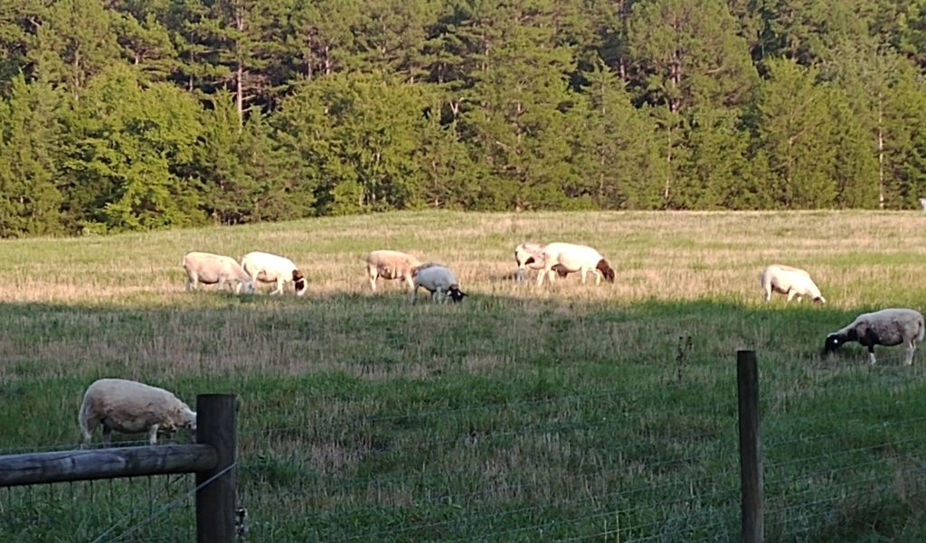 Sheep grazing in the evening