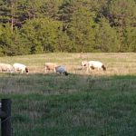 Sheep grazing in the evening