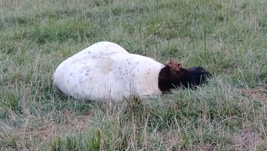 Pregnant Ewe Sleeping