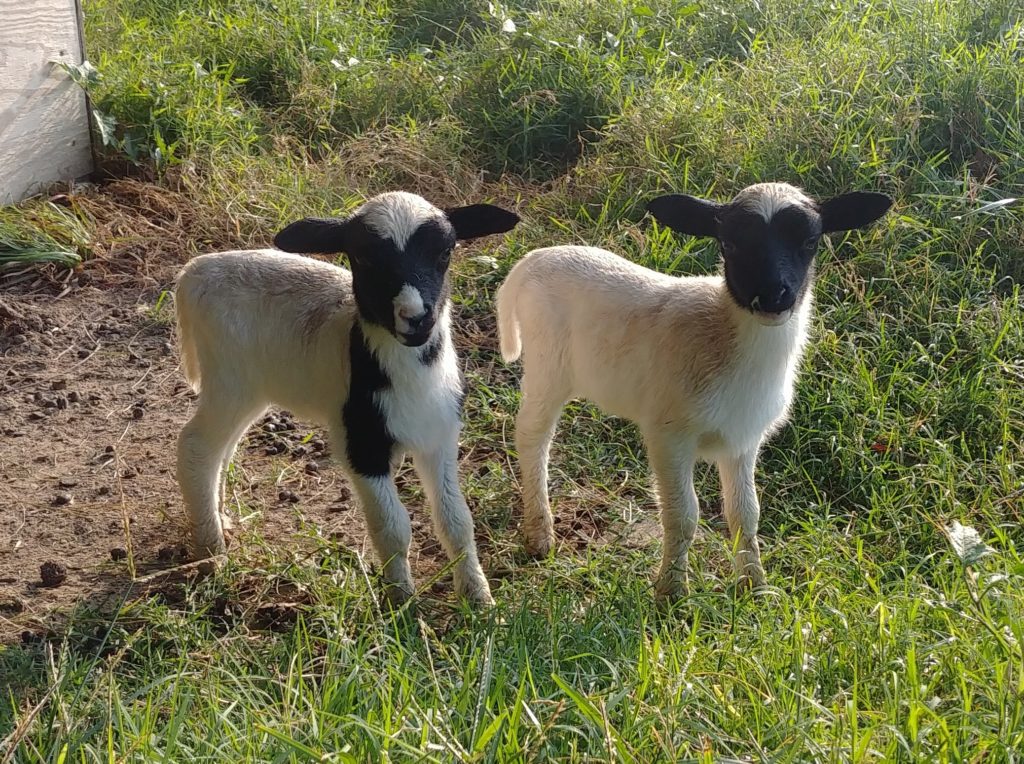 New Lambs