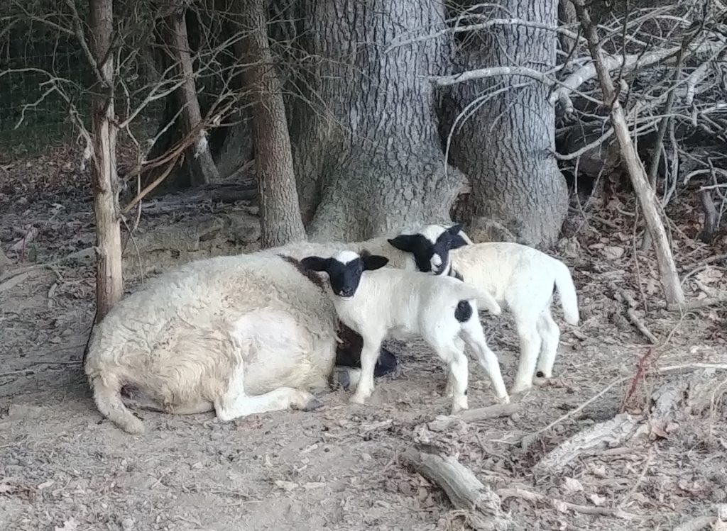 Premature lambs