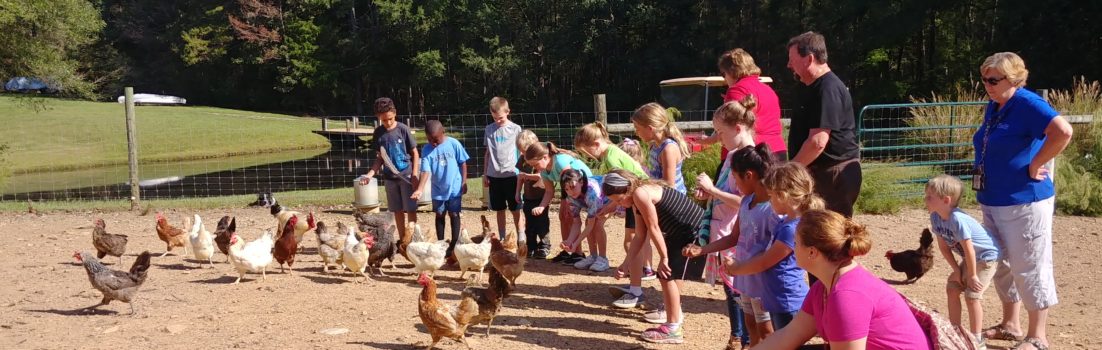 children feeding chickens on fox trot farm