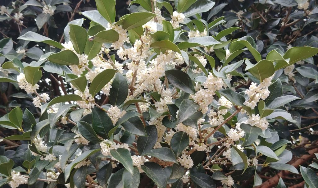 Holly blooms