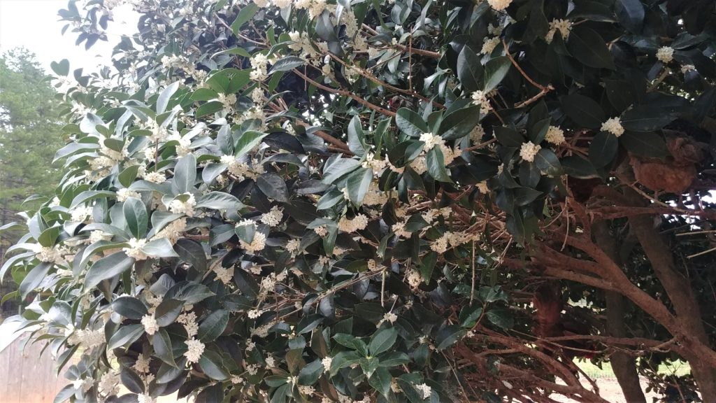 blooming holly with chickens
